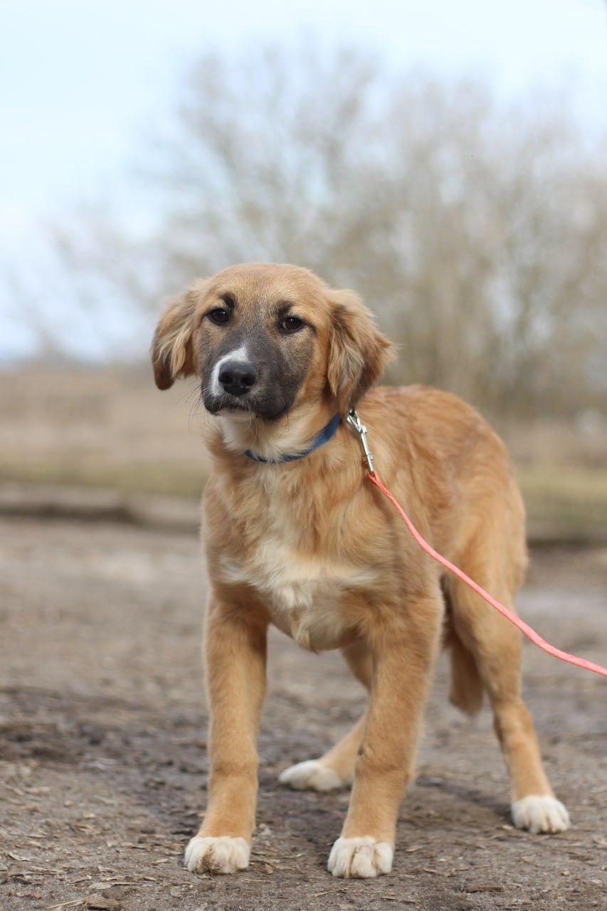 Chiens à adopter